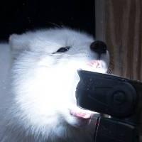 White wolf tries to eat strobe light